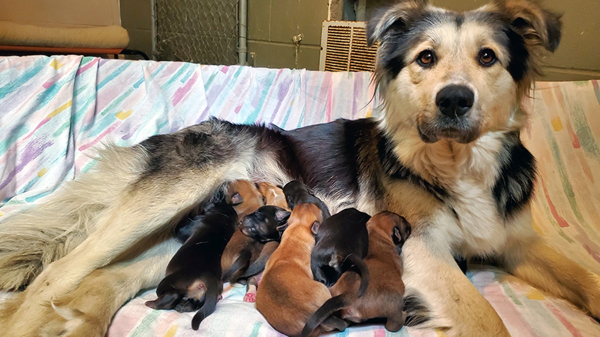 Casey and her nine puppies were found sealed in a box at a Canada landfill last week, officials said.