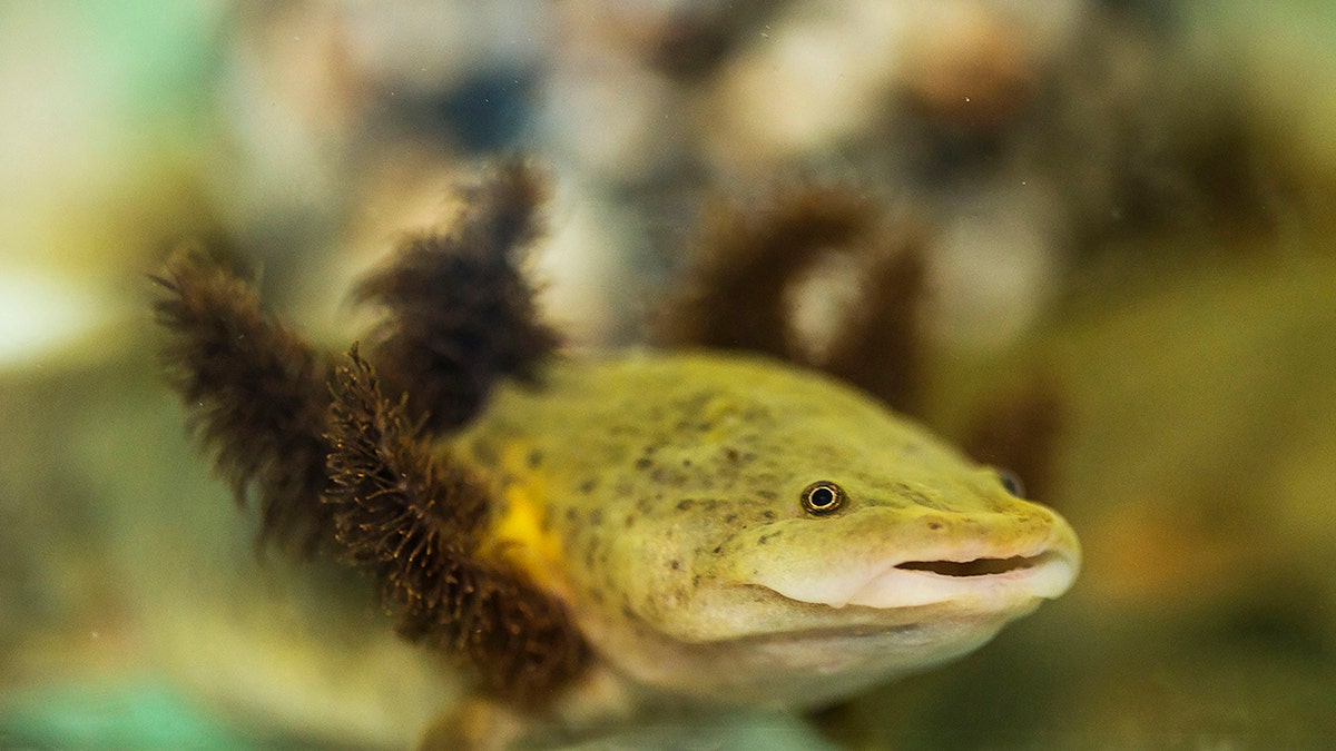 An Ambystoma dumerilii salamander, popularly known as achoque, is pictured at the aquaria where they are bred in captivity, at Our Lady of Health convent, in Patzcuaro, Michoacan state, central Mexico on August 22, 2018. - The neotenic salamander, endemic to the Patzcuaro Lake, is in danger of extinction due to water pollution. About 400 specimens of this amphibian are being taken care of at the convent, where nuns make achoque's cough syrup to treat respiratory diseases and even anemia. (Photo by ENRIQUE CASTRO / AFP) (Photo credit should read ENRIQUE CASTRO/AFP/Getty Images)