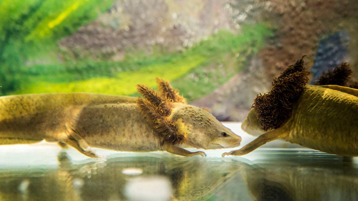 A couple of Ambystoma dumerilii salamanders, popularly known as achoque, are pictured at the aquaria where they are bred in captivity, at Our Lady of Health convent, in Patzcuaro, Michoacan state, central Mexico on August 22, 2018. - The neotenic salamander, endemic to the Patzcuaro Lake, is in danger of extinction due to water pollution. About 400 specimens of this amphibian are being taken care of at the convent, where nuns make achoque's cough syrup to treat respiratory diseases and even anemia. (Photo by ENRIQUE CASTRO / AFP) (Photo credit should read ENRIQUE CASTRO/AFP/Getty Images)