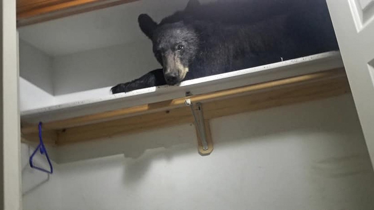 The Missoula County Sheriff’s Office responded a 911 call at around 5:45 a.m. after someone reported a black bear had entered their Butler Creek residence.