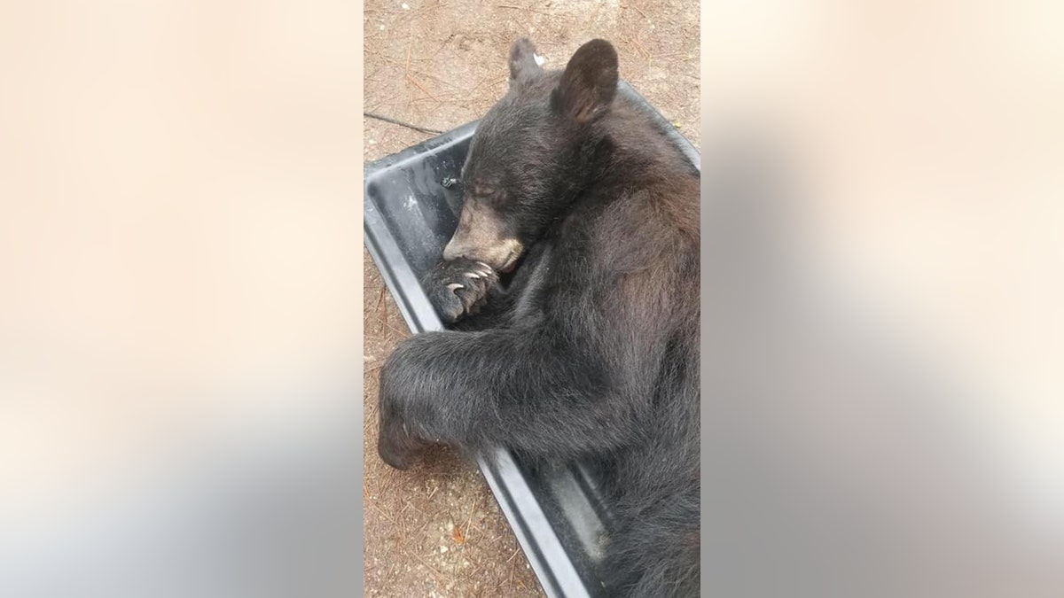 Deputies tried to get the bear’s attention from outside but the animal just “slowly stretched, yawned and, unamused, looked toward the door.”