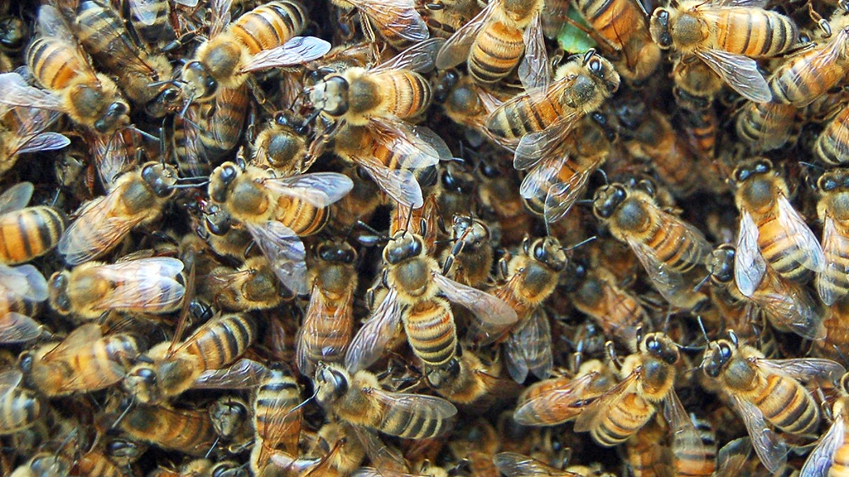 At least three dogs have died after being attacked by an aggressive bee swarm in Arizona on Wednesday afternoon, according to fire officials.