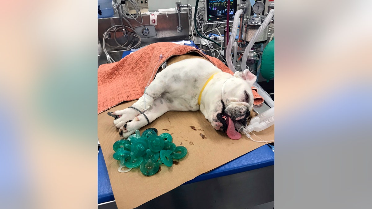 Mortimer rests while sedated on an operating room table after 19 pacifiers were removed from his stomach at the MSPCA's Angell Animal Medical Center in Boston.