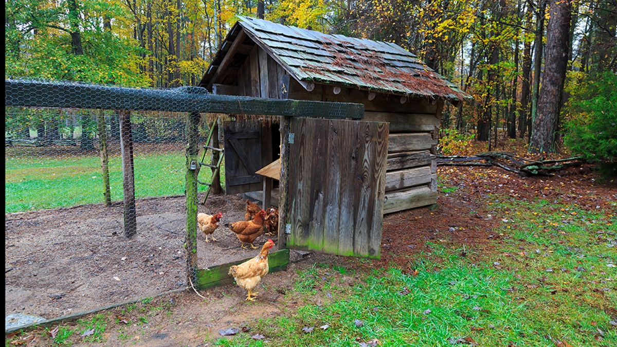 Chicken coop with chickens entering