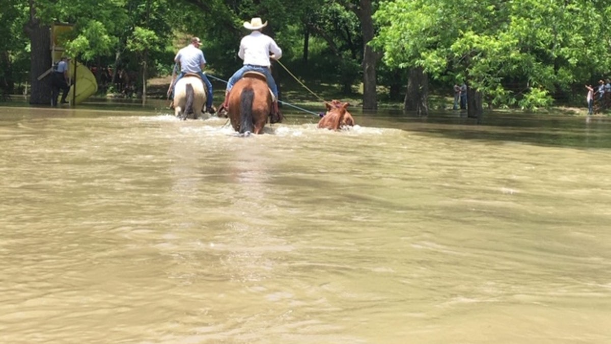 Oklahoma cowboys have rescued hundreds of livestock in the Tulsa region over the past two weeks