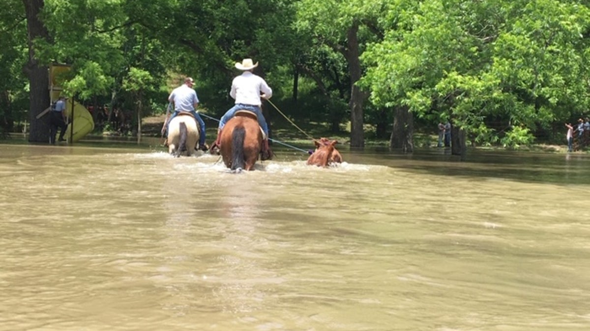 Oklahoma cowboys have rescued hundreds of livestock in the Tulsa region over the past two weeks