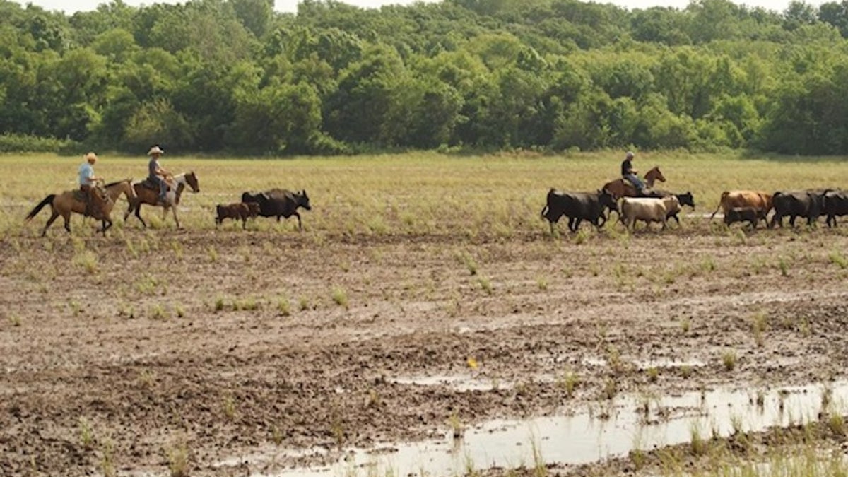 The cowboys have had to shoot a pistol through fences that pliers couldn’t cut, used red solo cups to mark a makeshift trail through the woods as only the treetops were visible in the deepening floods, and roped cattle to boats.