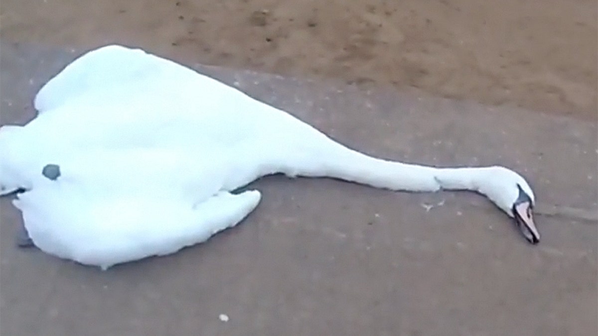 The Royal Society for the Protection of Cruelty to Animals is investigating the strange death of swan after witness testimony claims a woman attacked the graceful animal Thursday at Chester-le-Street Riverside Park in Durham County.