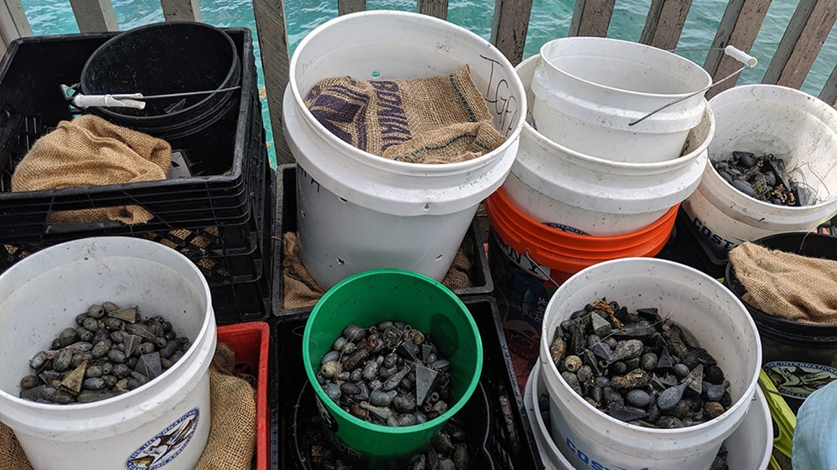 Some of the fishing weights recovered during Saturday's cleanup.