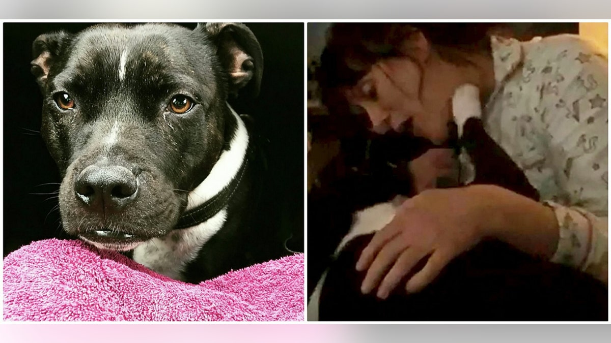 This hilarious footage shows a playful Staffordshire Terrier called George appearing to saying ‘Hello’ to greet his owner Kathryn Schofield, 36, in an act of cross species communication. (Credit: SWNS)