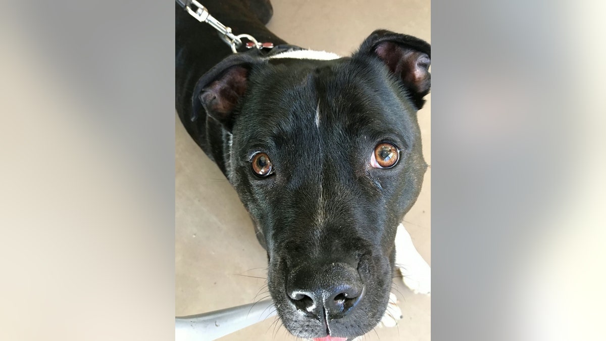 A new video captured the hilarious moment his owner Kathryn Schofield, 36, cradled her Staffy and her friend Francis filmed George saying 'hello' three times. (Credit: SWNS)
