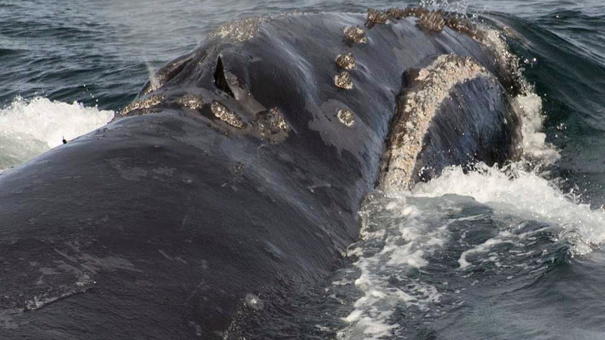 A North Pacific right whale swims in the Bering Sea west of Bristol Bay in 2017. (NOAA Fisheries via AP, File)