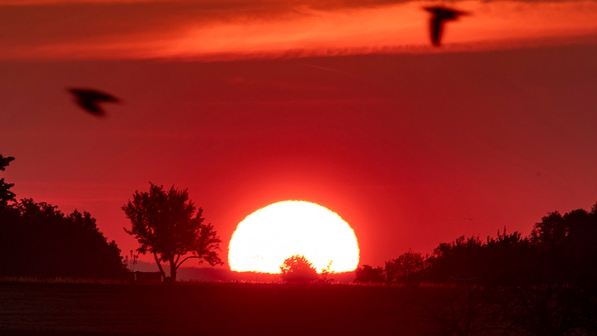 Birds fly by as the sun rises in Frankfurt, Germany, Monday, June 24, 2019. Germany expects hot temperatures during the next days.