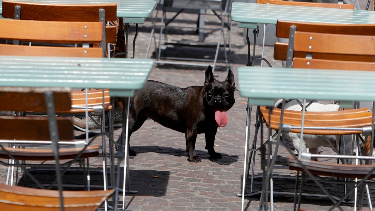 A dog sticks his tongue out Monday, June 24, 2019 in Lille, northern France.