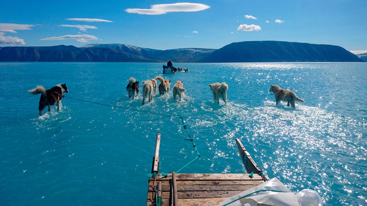 Sled dogs make their way in northwest Greenland with their paws in melted ice water.
