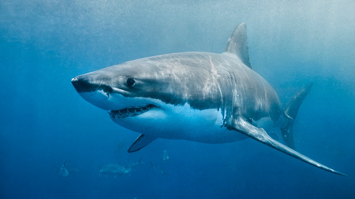 A great white shark swimming just below the surface.