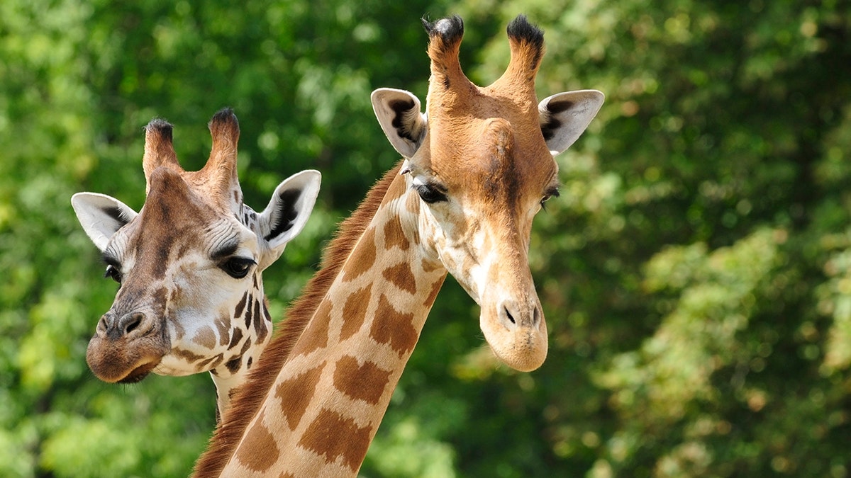Two giraffes that died last month at a Florida wildlife park were killed by lightning, officials said Tuesday.