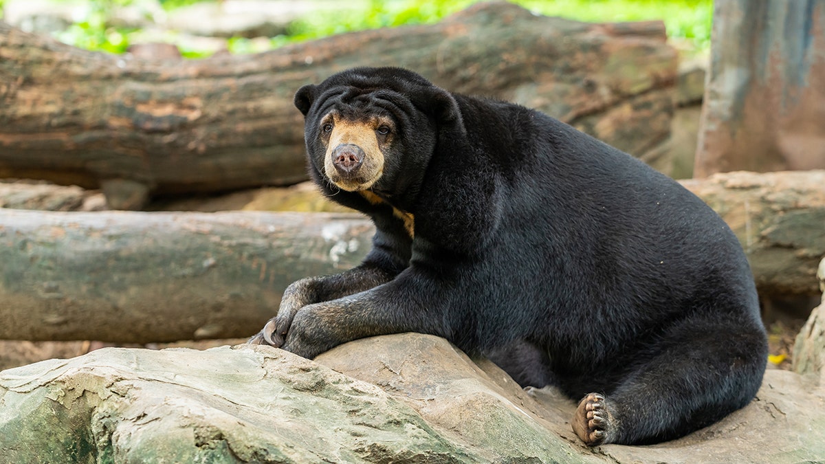 A Malayan Sun Bear resting on the rock in a zoo - file photo (iStock)