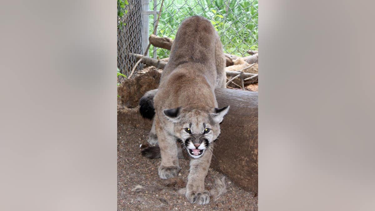 The mountain lion was finally returned to the wild on Saturday, approximately seven months later,by the Wet Mountain Wildlife Rehabilitation in Wetmore.