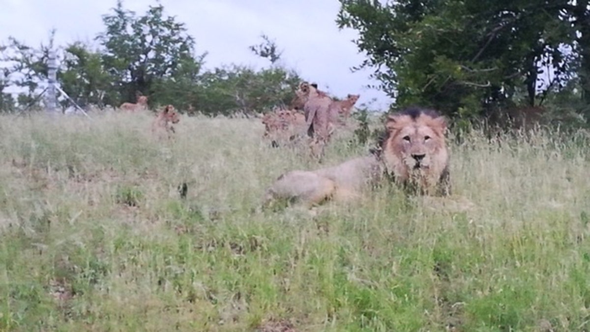 Ronica Jansen has been seeing lions around Phalaborwa out in the open, since 2010, photographing a group of them in February.