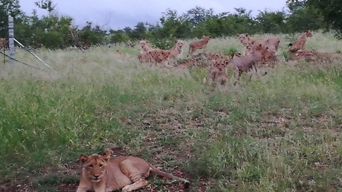 Jansen adds that when she took photos of the lions just outside the town “ I was very lucky. I can’t explain the feeling. They were crossing the road “