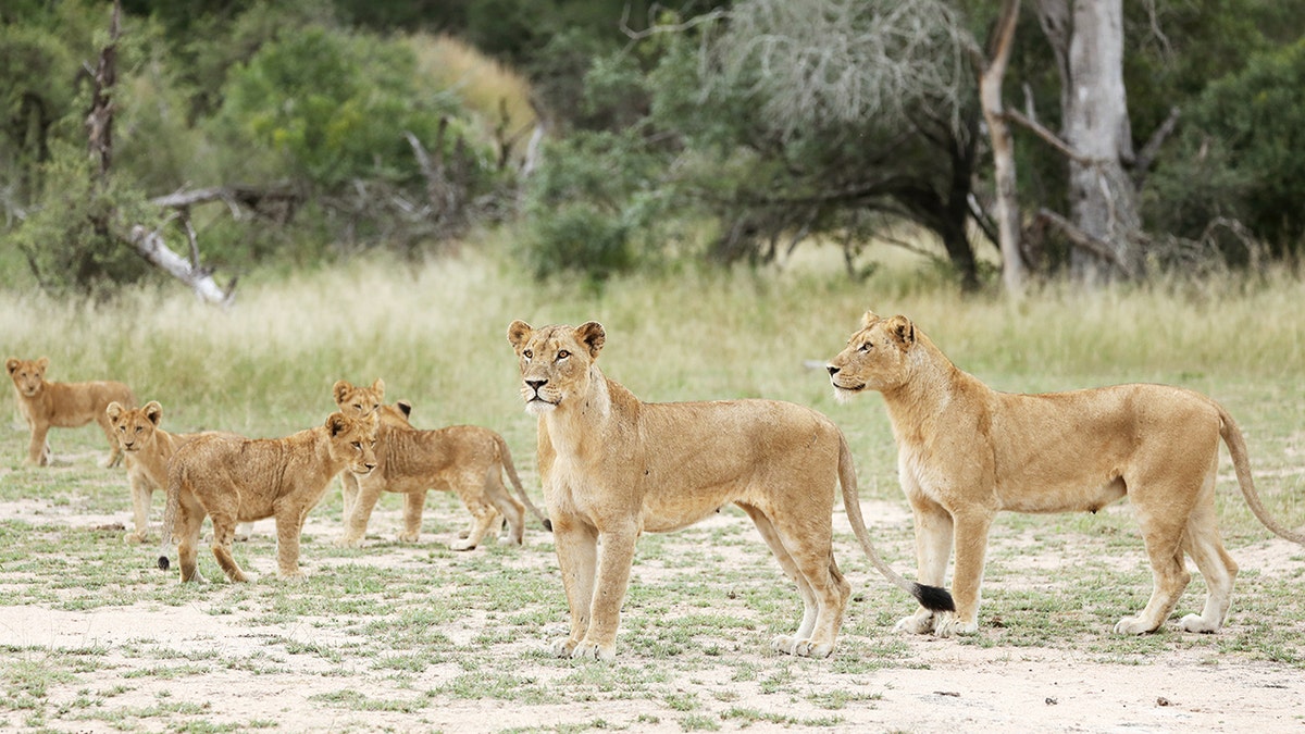 A pride of lions is seen at a game reserve adjacent to the world-renowned Kruger National Park in Mpumalanga province, South Africa, in 2019.