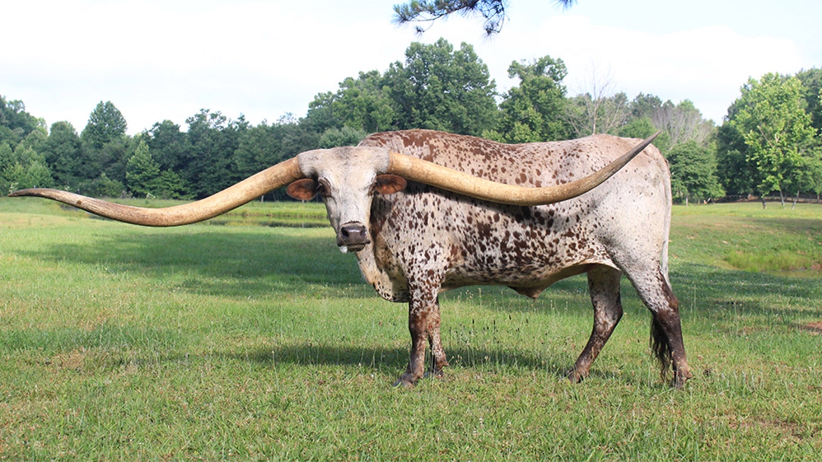 The Year of The Longhorn