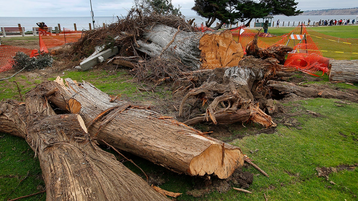 The tree is believed to have inspired Dr. Seuss, who lived nearby and worked in an office with a sweeping view of the coastline. (K.C. Alfred/The San Diego Union-Tribune via AP)