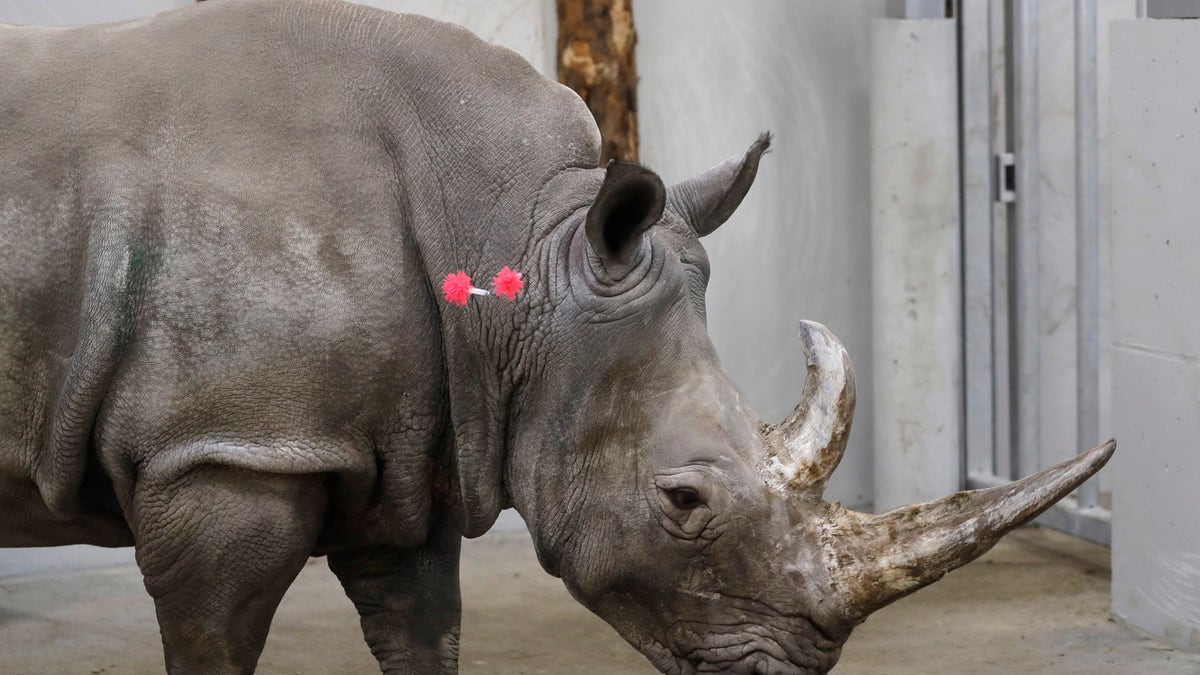 FILE - In this Wednesday, Feb. 13, 2019 file photo, female southern white rhino, 17-year-old Hope, is shot with tranquilizing darts, so a team of experts can harvest her eggs, at a zoo park in Chorzow, Poland. Scientists in Europe said Tuesday June 25, 2019, they have successfully transferred a test tube rhino embryo back into the female whose eggs were fertilized in vitro, as part of an effort to save another nearly extinct sub-species of the giant horned mammal. (AP Photo/Petr David Josek, File)