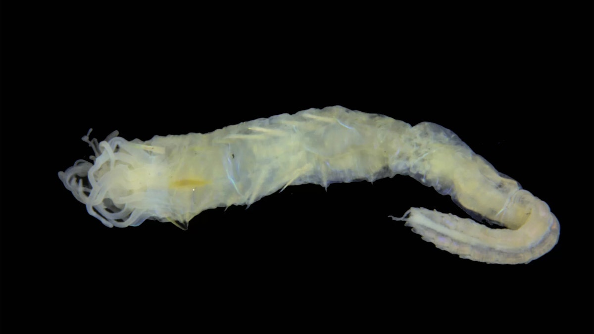 The newly described marine worm Ampharete oculicirrata has a jumble of tentacle-like appendages near its mouth, and a pair of beady black eyes on its bum. (Credit: National Museums Scotland)