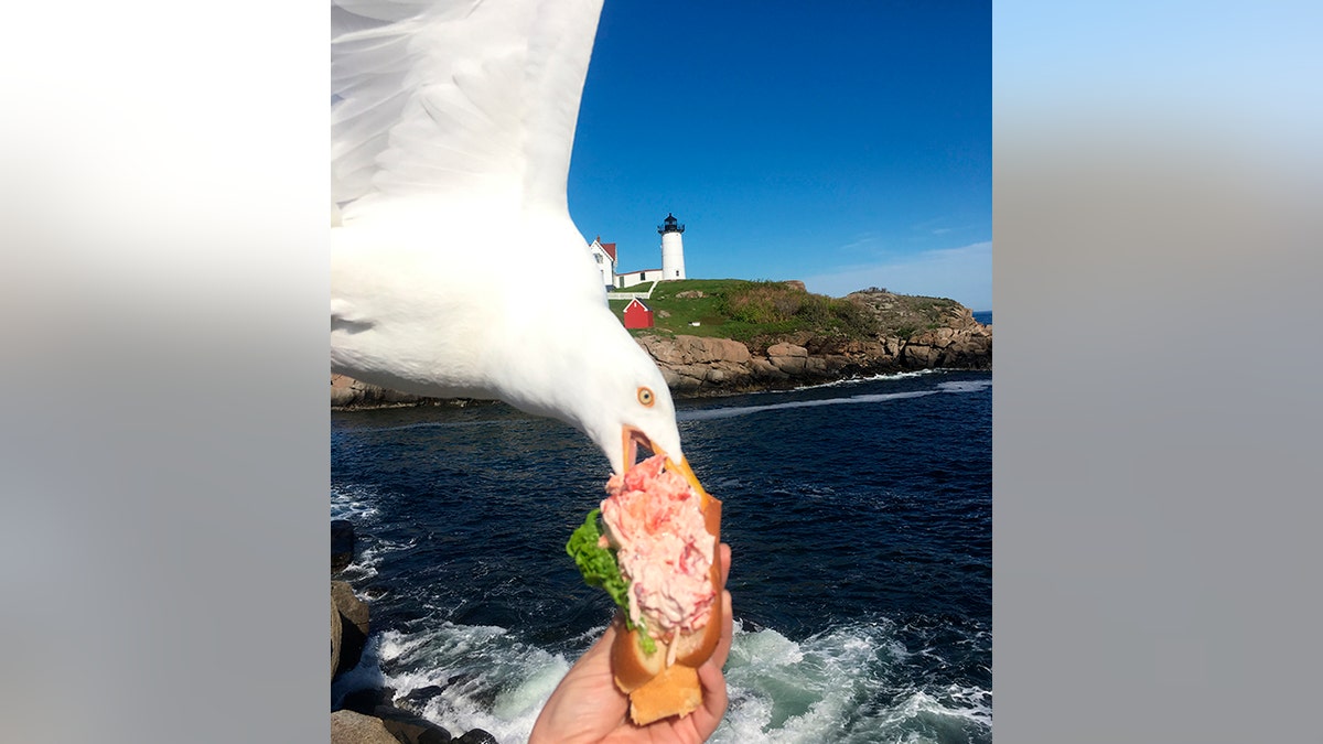 A seagull takes a bit of Jessop's lobster roll in York, Maine, in June. (Alicia Jessop/@rulingsports via AP)