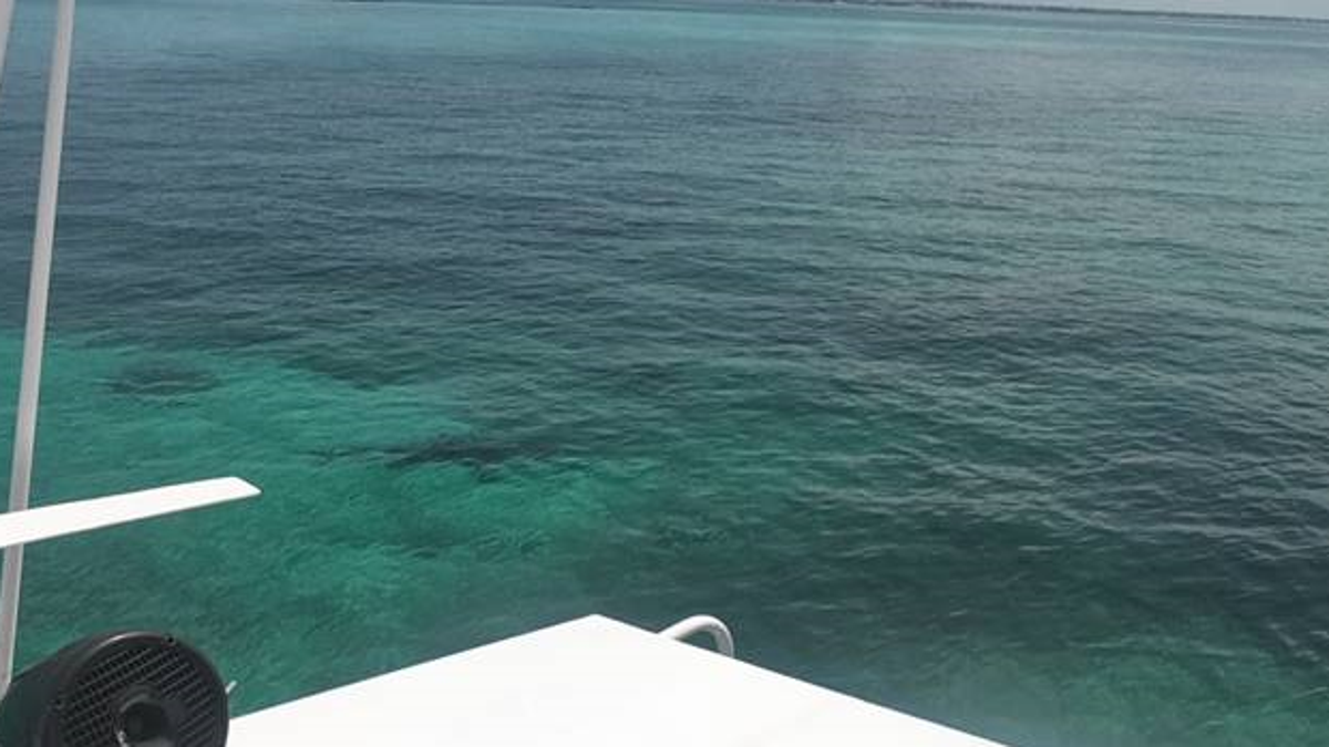 The photo was taken by another tourist who was in the area when the attack happened. The shark is supposedly in the left part of the photo.