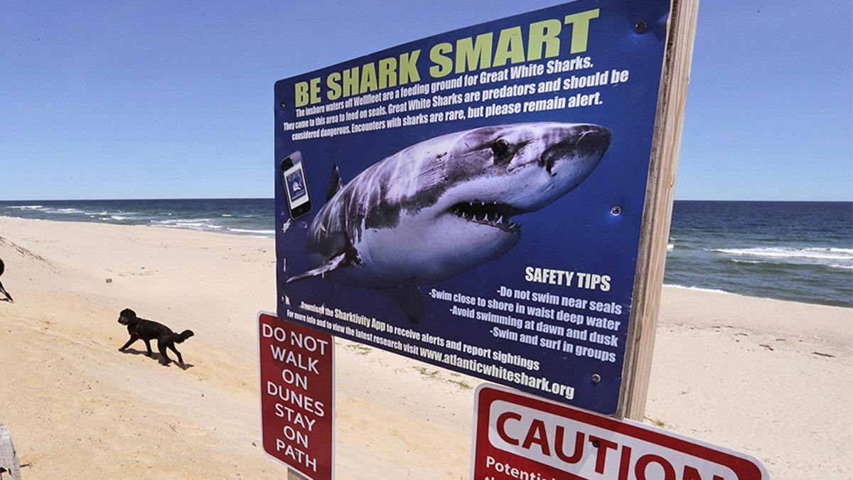 A woman walks with her dogs at Newcomb Hollow Beach, in Wellfleet, Mass., where a boogie boarder was bitten by a shark in 2018 and later died of his injuries.