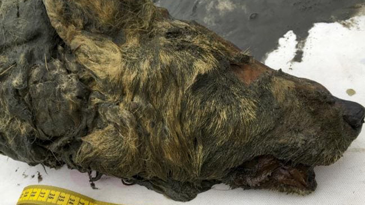 In this Sept. 6, 2018, photo, the head of an Ice Age wolf is seen after it was found during an expedition near Belaya Gora, Abyysky region of Sakha Republic, Russia. (Albert Protopopov/Mammoth Fauna Study Department at the Academy of Sciences of Yakutia via AP)
