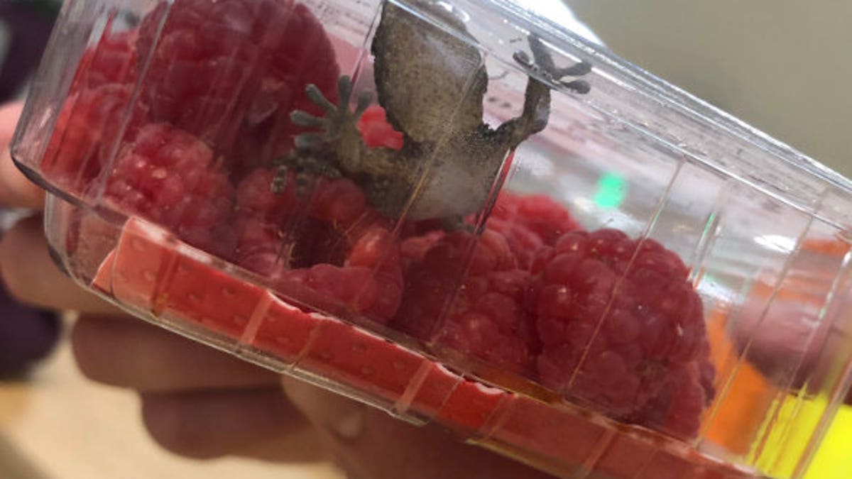 A shocked shopper couldn't believe her eyes when she found a live gecko amongst her raspberries.