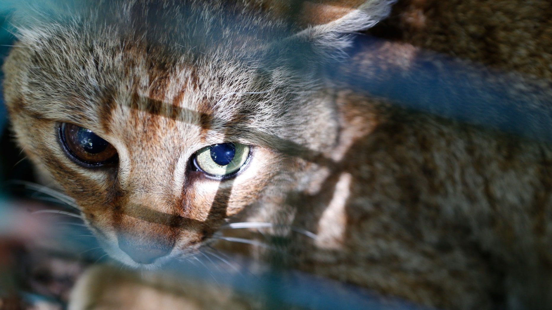 Evidently a new species the " cat fox "