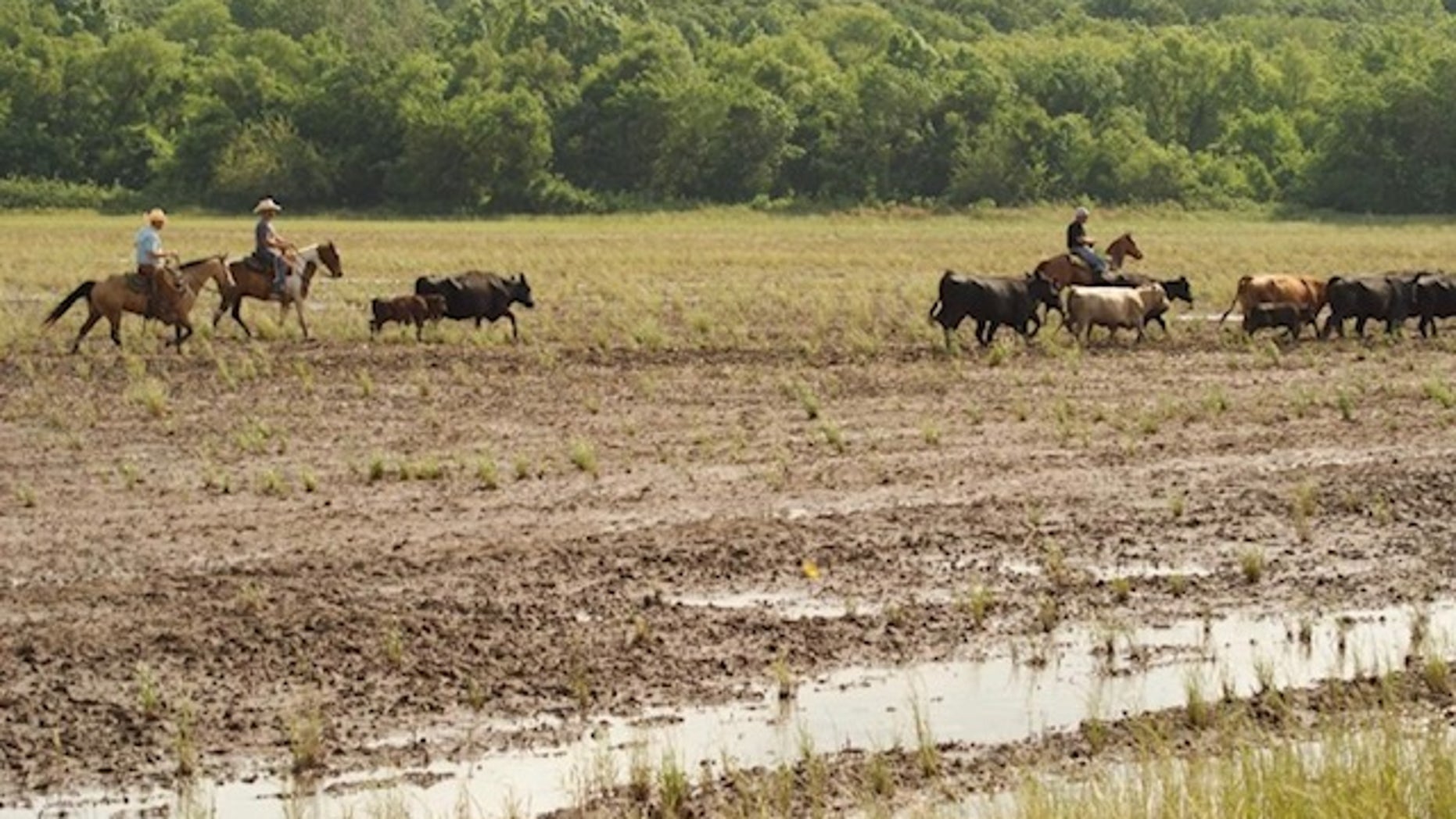 https://a57.foxnews.com/static.foxnews.com/foxnews.com/content/uploads/2019/06/1862/1048/cow4.jpg