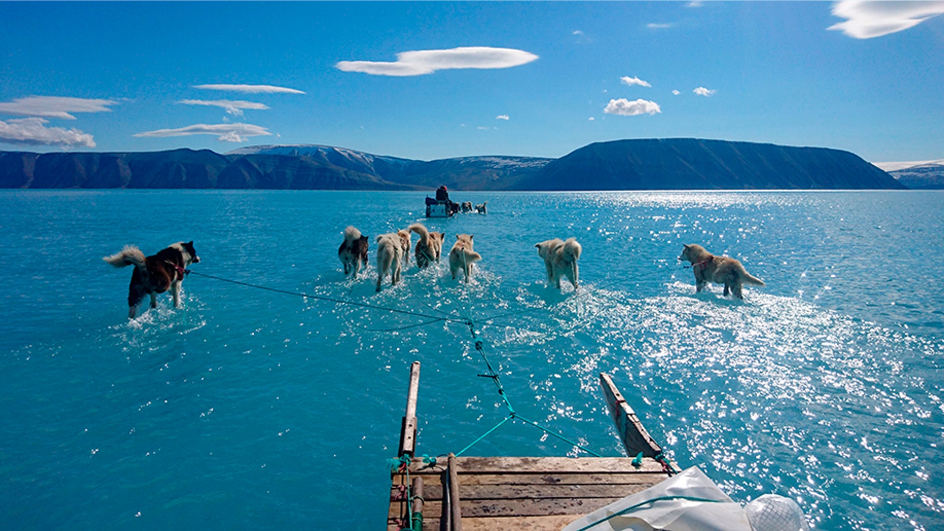 Sled dogs make their way with their paws in melted ice water in northwest Greenland, June 15, 2019. 
