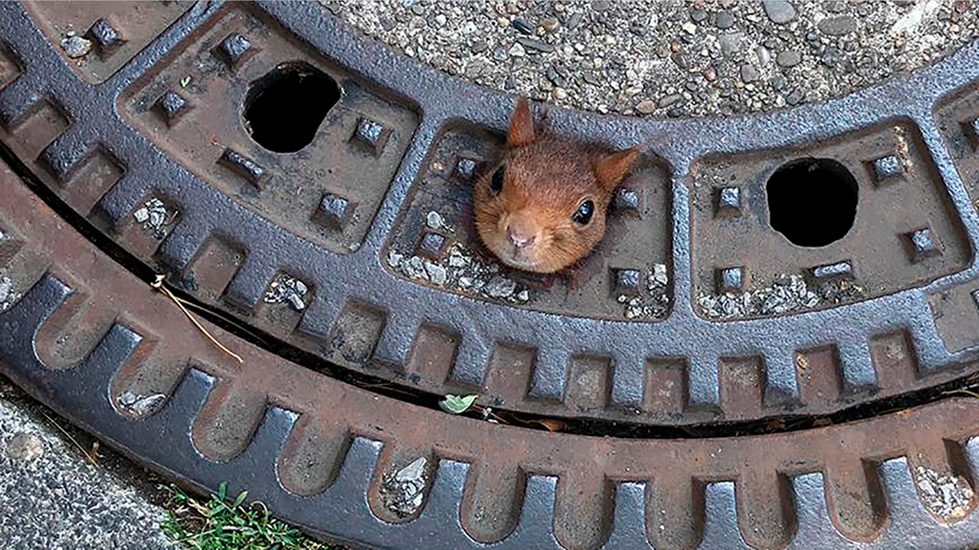 A squirrel is stuck in a manhole cover in Dortmund, Germany, June 22, 2019. 