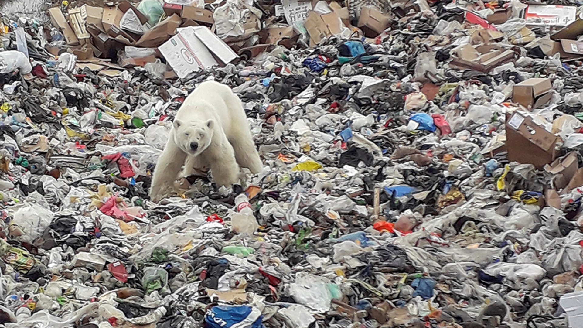 A stray polar bear is seen on a garbage dump at the industrial city of Norilsk, Russia, June 18, 2019. 