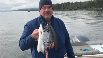 Killer whale filmed stealing fisherman's salmon right off the line