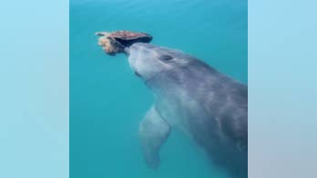 Dolphins form friendships through shared interests just like humans, scientists find