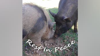 Kentucky town may have a serial animal abuser on the loose: report