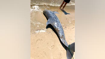 Hundreds of dolphins stranded, wash up dead along US Gulf Coast, officials say