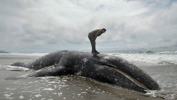 Washington state landowners are asked to take dead whales