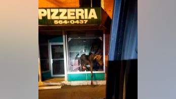 Moose crashes through pizza shop's window in Maine: 'He moose have been hungry'