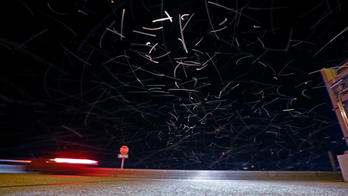 The Swarm: Billions of skeeter lookalikes plague New Orleans