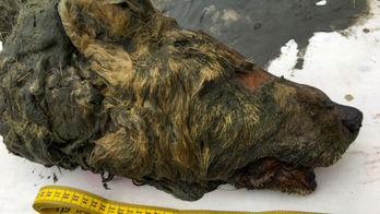 Perfectly preserved head of Ice Age wolf found in Siberia