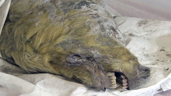 Perfectly preserved head of Ice Age wolf found in Siberia