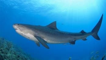 North Carolina surfer, 19, injured in possible shark attack, officials say